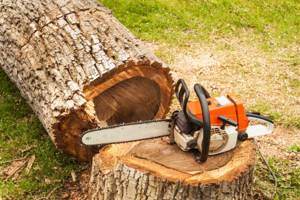 Tree Cutting Service in Los Angeles