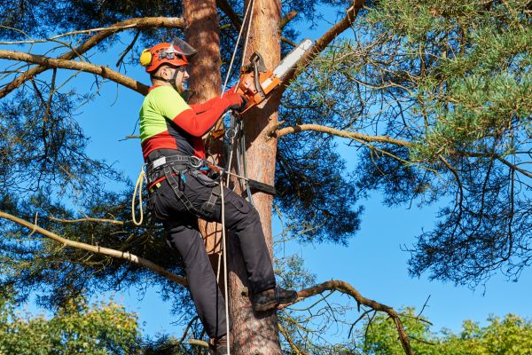 Tree Service in Los Angeles