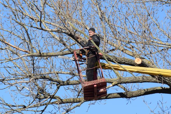 Emergency Tree Trimming in Los Angeles