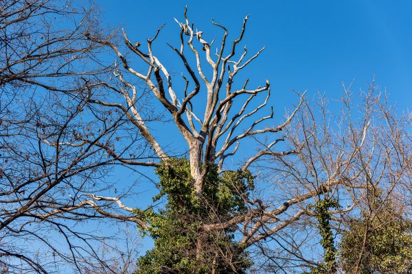 Deadwood Removal in Los Angeles