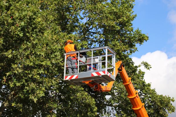 Commercial Tree Service in Los Angeles