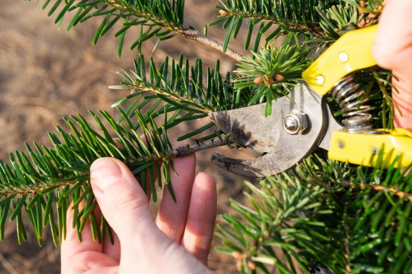 Pine Tree Pruning in Los Angeles