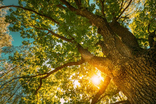Oak Tree Pruning in Los Angeles