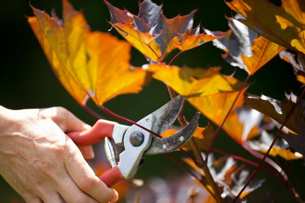 Maple Tree Pruning in Los Angeles