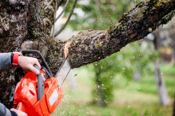 Tree Limbs Removal in Los Angeles