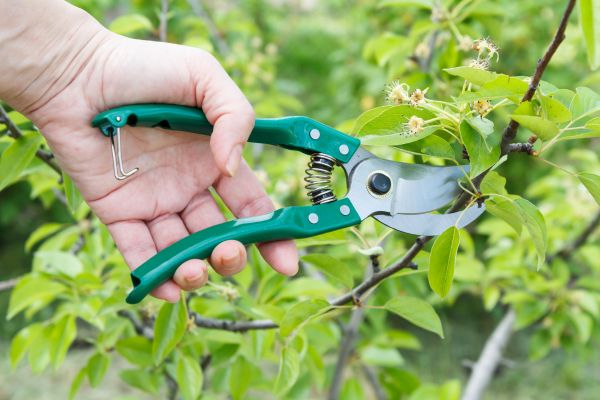 Pear Tree Pruning in Los Angeles
