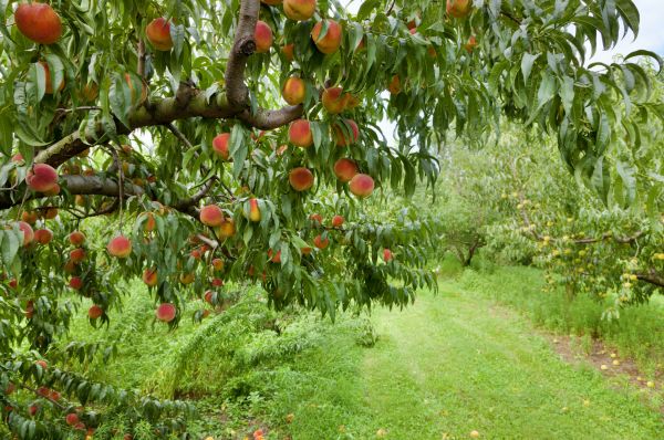 Peach Tree Pruning in Los Angeles