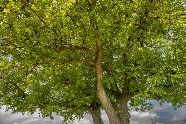Walnut Tree Trimming in Los Angeles