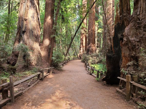 Redwood Tree Pruning in Los Angeles