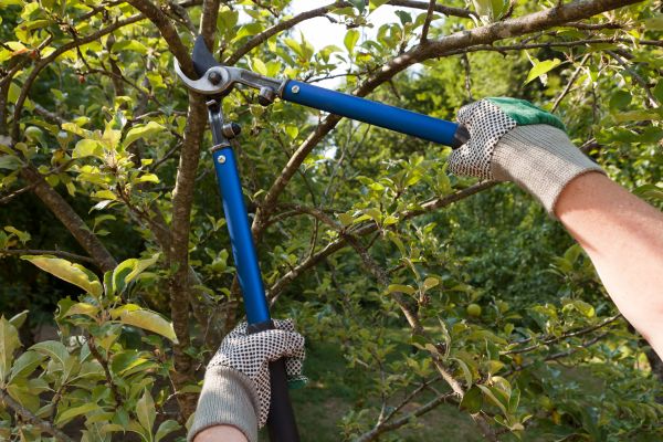 Residential Tree Pruning in Los Angeles