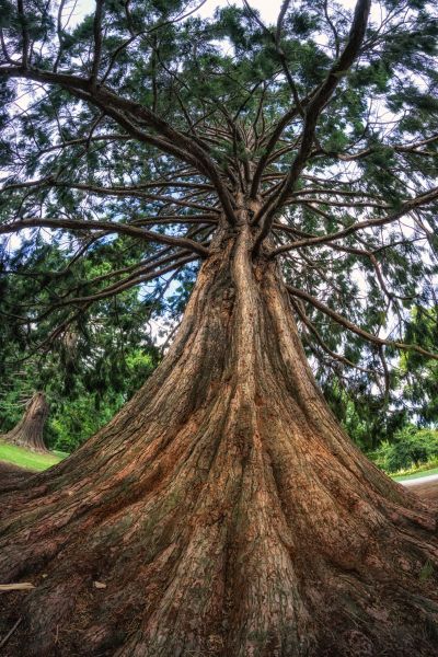 Cedar Tree Pruning in Los Angeles