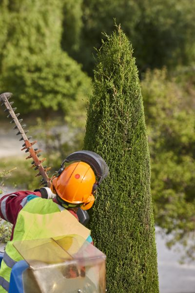Cypress Tree Trimming in Los Angeles