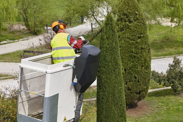Cypress Tree Pruning in Los Angeles