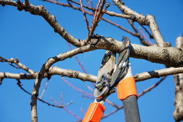 Peach Tree Trimming in Los Angeles