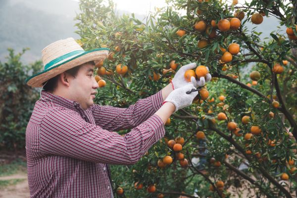 Orange Tree Pruning in Los Angeles