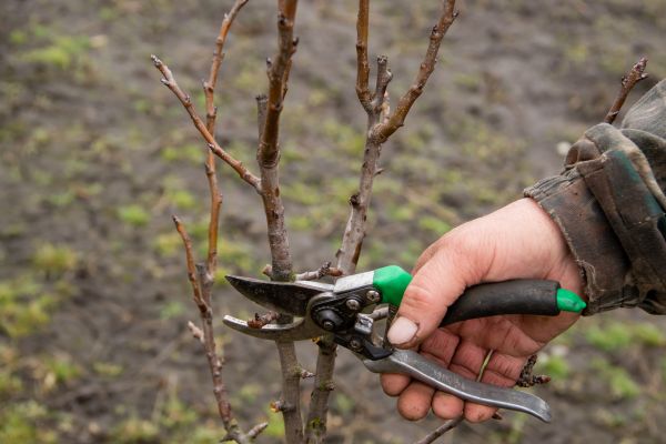 Pear Trees Pruning in Los Angeles