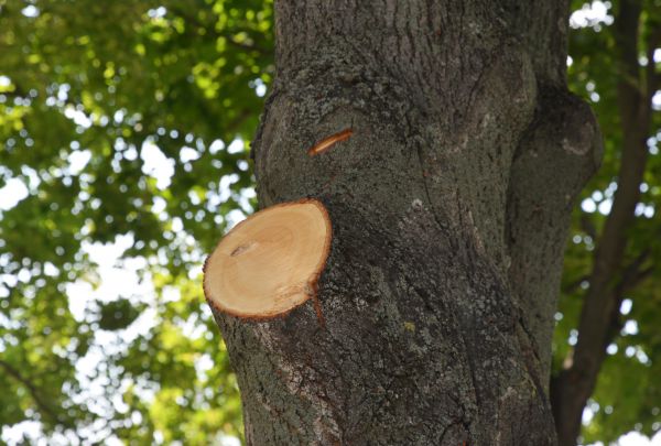 Limb Cutting in Los Angeles