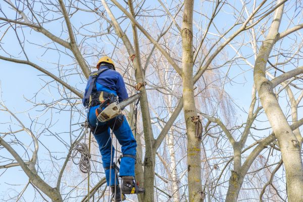 Large Tree Trimming in Los Angeles