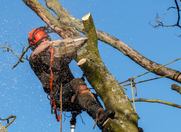 Tree Trimming Service in Los Angeles