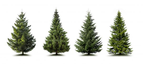 Pine Tree Trimming in Los Angeles