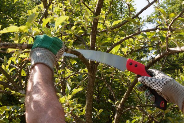 Apple Tree Trimming in Los Angeles