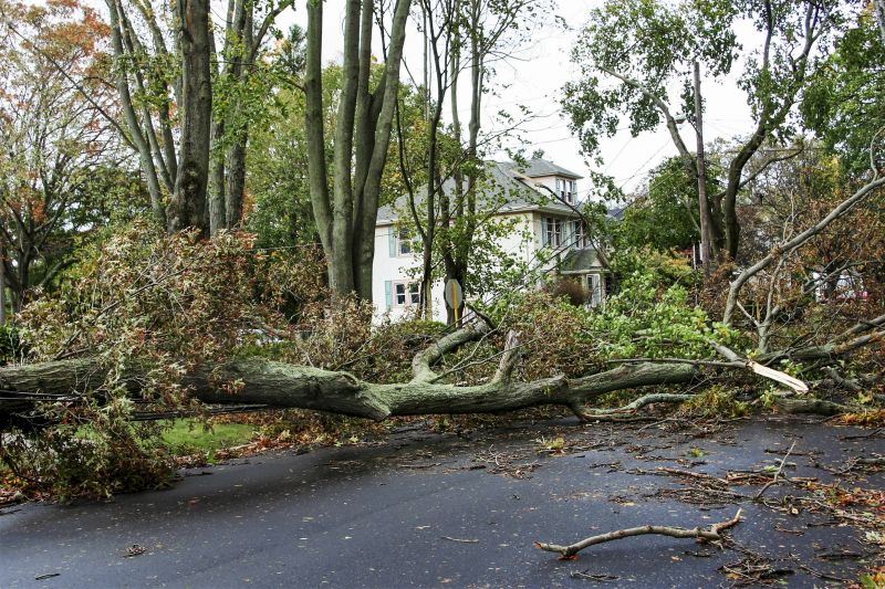 Fallen Tree on a Residential Property