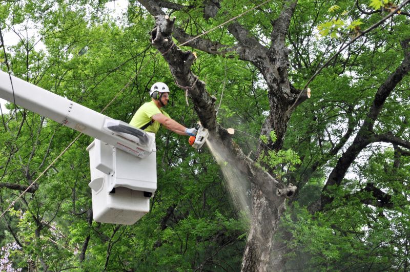 Tree Removal Crew Working