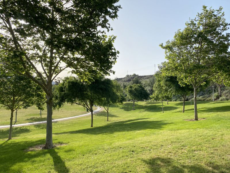 Tree Maintenance Service detail