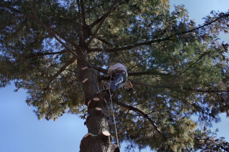 Experienced Arborist at Work