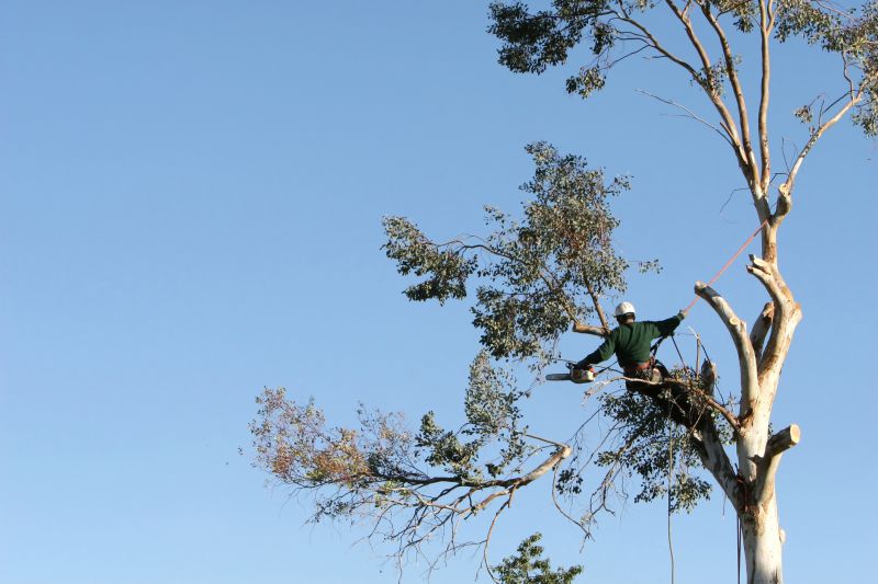 Trimming Mature Trees